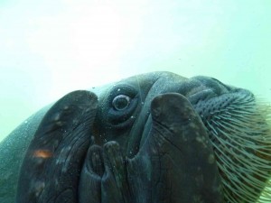 セイウチ②