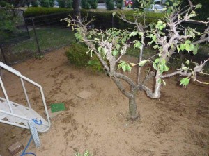 専用庭の手入れ後