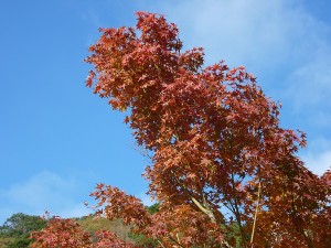 紅葉。