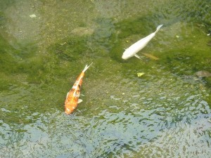 なんと、こんな川に錦鯉。。。