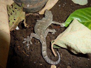 ヤモリ（家守り）