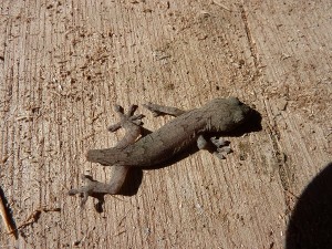 子供のヤモリも登場。