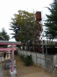 樹高１５Ｍのヒマラヤ杉など。。。