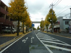 黄色がきれいな銀杏。