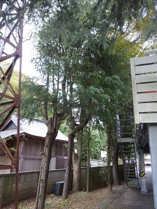 ８本の樹木伐採の依頼があり。。。。。