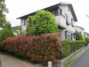 生垣の紅カナメも。。。
