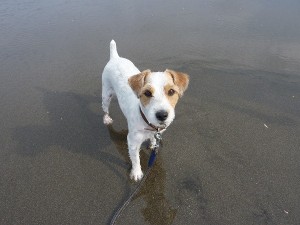 愛犬ハリー君