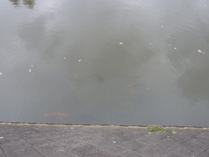何十匹もの鯉が。。。
