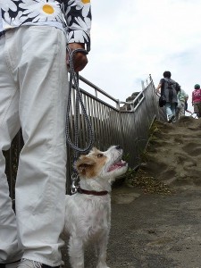 愛犬ハリー。